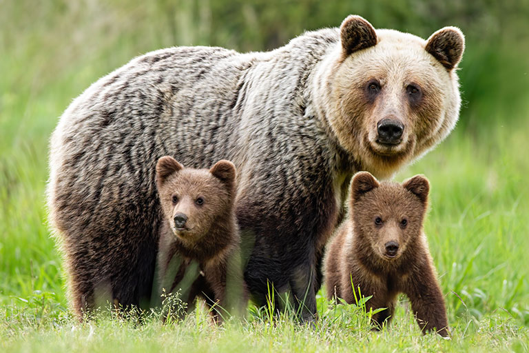 A bear with two cubs in grass